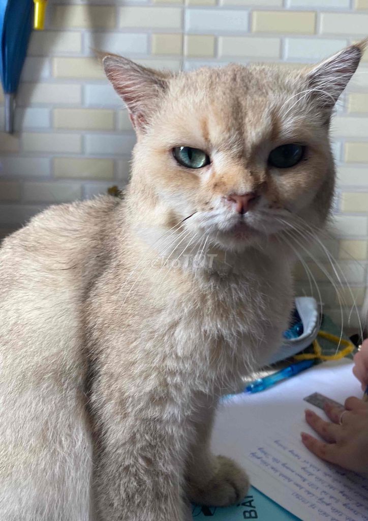 Mèo Anh lông ngắn Golden ny12. Mua bán Mèo tại Quận 8 Tp Hồ Chí Minh được đăng bởi Nhu Le hình 1