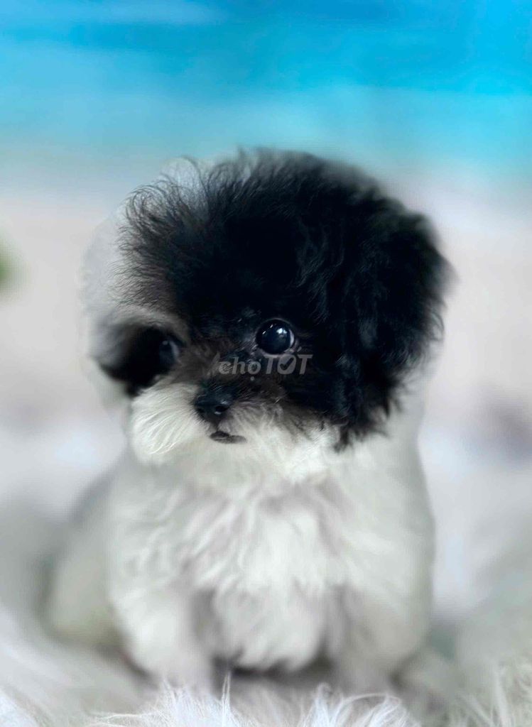 Chó Poodle lai Bichon đực 3.5 tháng. Mua bán Chó tại Huyện Bình Chánh Tp Hồ Chí Minh được đăng bởi Emy Luu hình 1