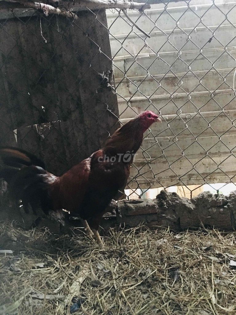 Gà tre trống mái. Mua bán Gà tại Thành phố Buôn Ma Thuột Đắk Lắk được đăng bởi chuyên gà tre gia cong và cây cảnh bonsai hình 1