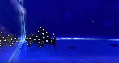 Pleco (Ngôi sao này lạ lắm thuộc hàng Top rồi).. Mua bán Thú cưng khác tại Quận Gò Vấp Tp Hồ Chí Minh được đăng bởi Chất Pleco hình 1