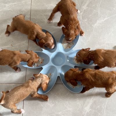 1 tháng tuổi hơn+1kg+ nâu trắng vẹt trắng trên đầu. Mua bán Chó tại Huyện Thạch Thất Hà Nội được đăng bởi Nhung