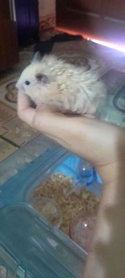 Chuột hamter bear lông dài to- bọ ú coro
