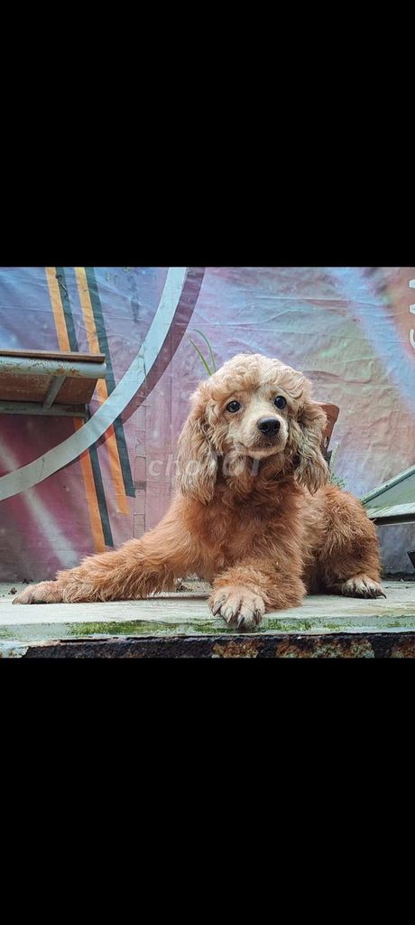 Poodle tini tìm chủ yêu thương