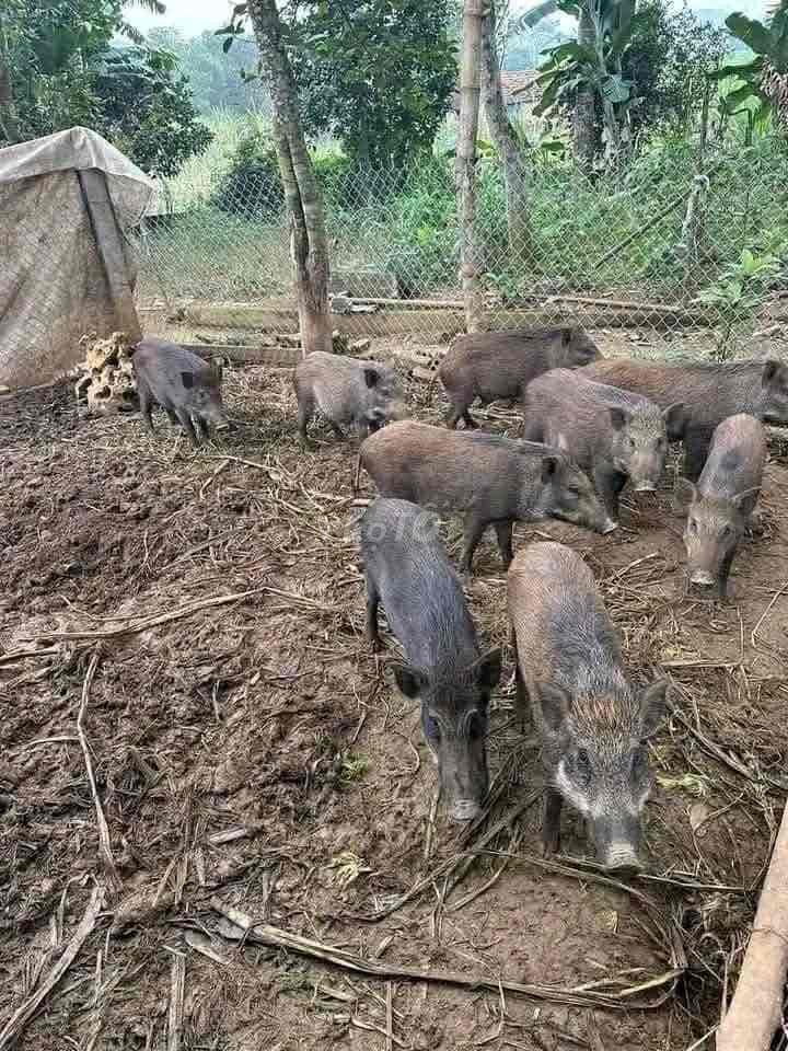 Lợn lai rừng thả đồi. Mua bán Thú cưng khác tại Huyện Đông Anh Hà Nội được đăng bởi nguyễn văn giáp hình 1