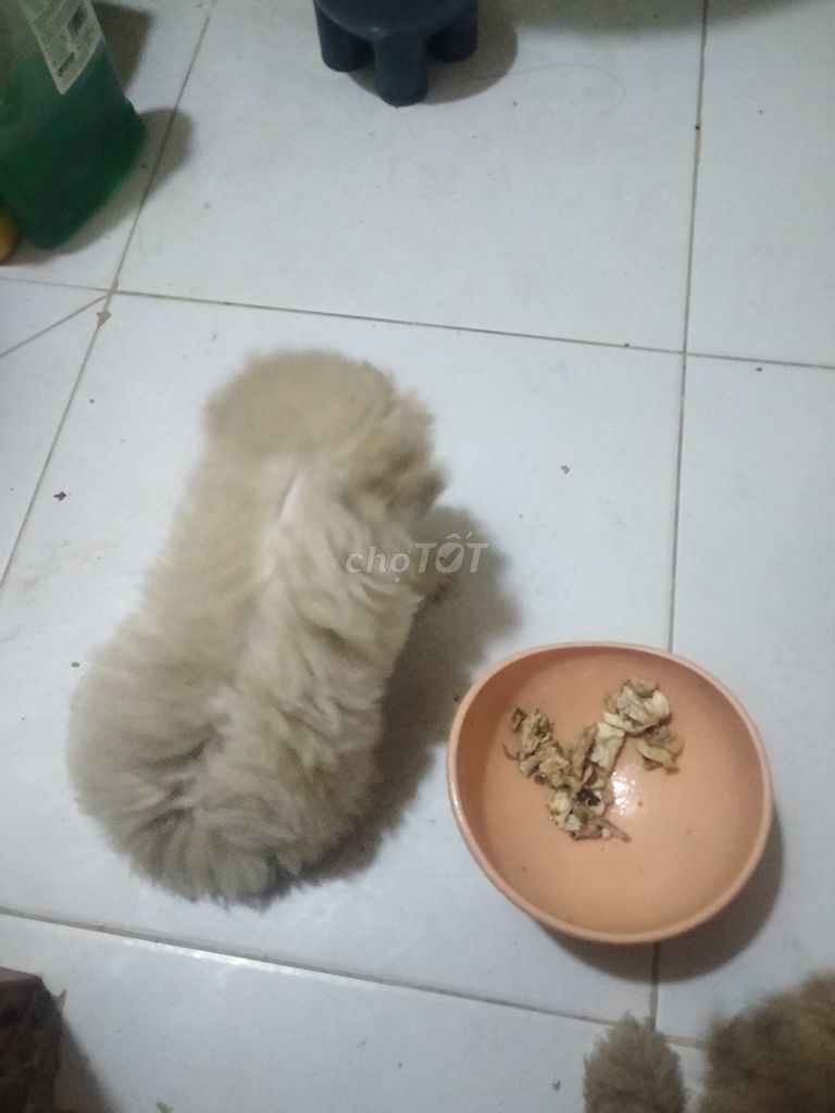 Poodle cái lông trắng, mặt gấu 2 tháng tuổi