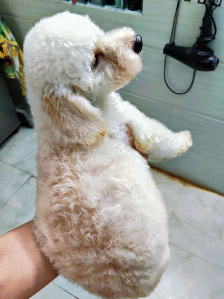 Chó Poodle cái trắng kem đã tiêm. Mua bán Chó tại Thành phố Thuận An Bình Dương được đăng bởi Văn Tính Võ hình 1