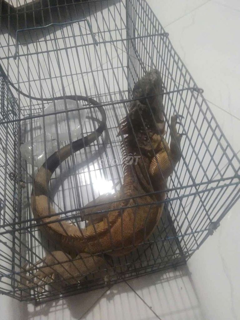 rồng nam mỹ. Mua bán Thú cưng khác tại Quận 8 Tp Hồ Chí Minh được đăng bởi huy hình 1