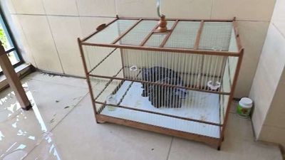 Lồng chim gỗ tre trung bình. Mua bán Phụ kiện, Thức ăn, Dịch vụ tại Quận Hoàng Mai Hà Nội được đăng bởi phạm thanh