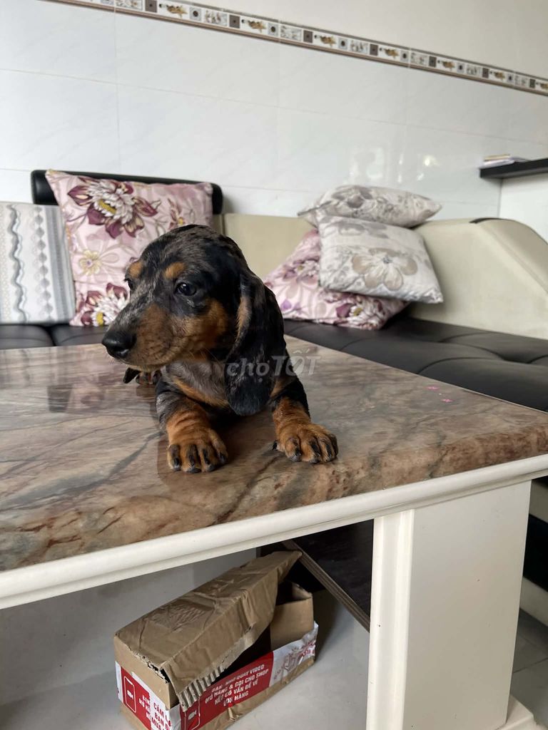 Chó Lạp xưởng 2.5 tháng. Mua bán Chó tại Huyện Long Thành Đồng Nai được đăng bởi Hằng hình 1