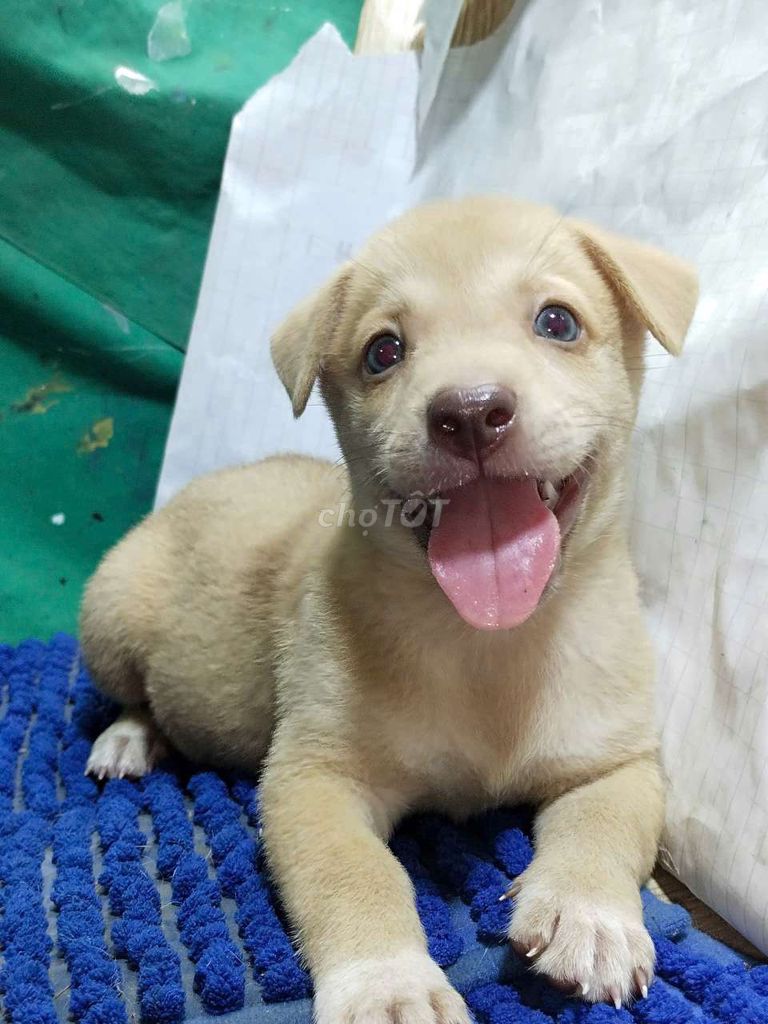 Chó Labrador đực vàng mơ mắt xanh ngọc . Mua bán Chó tại Quận Bình Tân Tp Hồ Chí Minh được đăng bởi Nguyễn Hằng hình 1