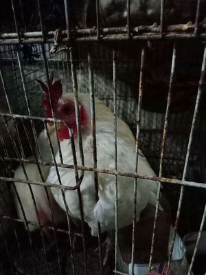 1 cặp 650k. Mua bán Gà tại Thành phố Trà Vinh Trà Vinh được đăng bởi th