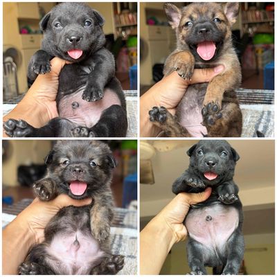 Chó nhật lai y như hình