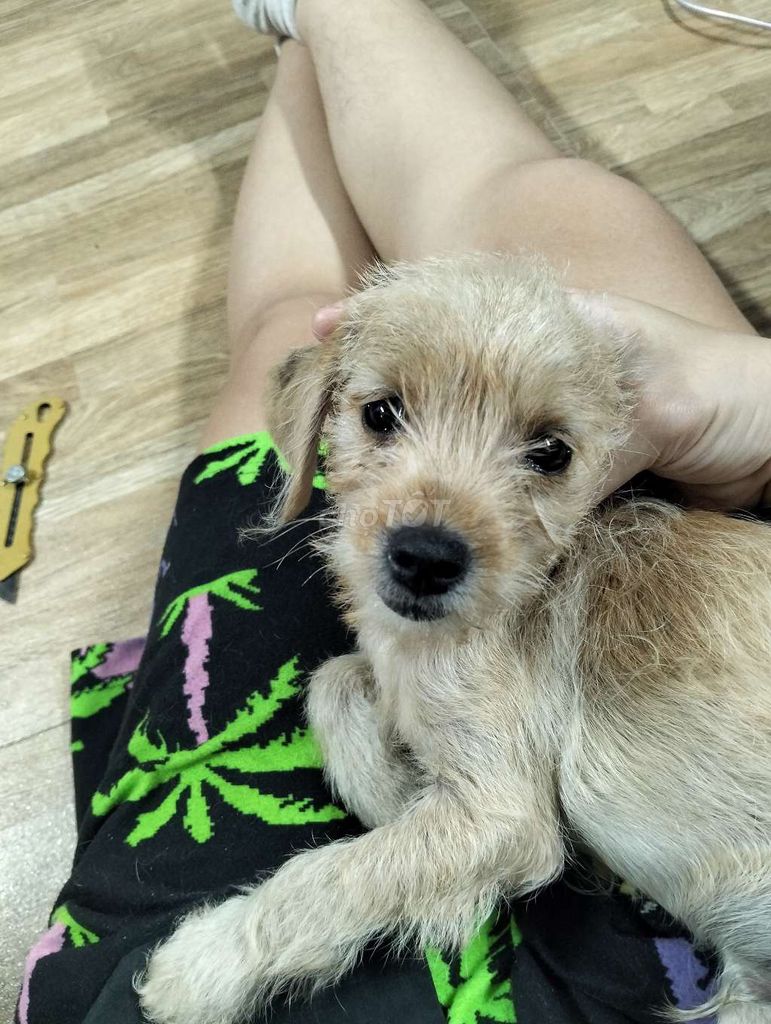 Chó Poodle lai Phốc đực 2 tháng. Mua bán Chó tại Thành phố Thủ Đức Tp Hồ Chí Minh được đăng bởi Khanh Hoang hình 1