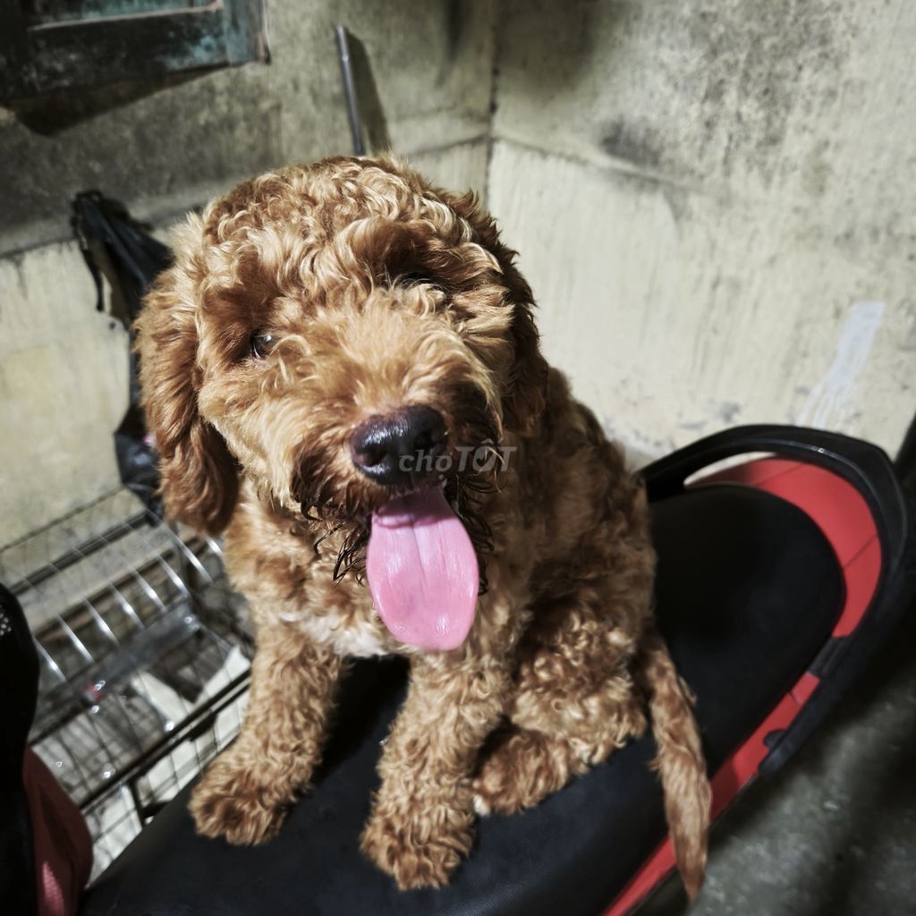 Chó Poodle Đực Nâu 4 tháng Lông xoăn. Mua bán Chó tại Huyện Gia Lâm Hà Nội được đăng bởi Thiên vân hình 1