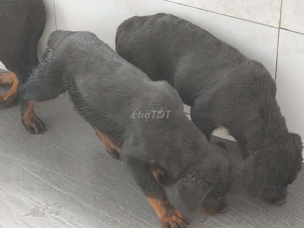 Rottweiler.Thuần.Q12. Mua bán Chó tại Quận 12 Tp Hồ Chí Minh được đăng bởi Nhân Rottweiler  hình 5