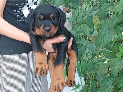 Xuất Chuồng Chó Rottweiler