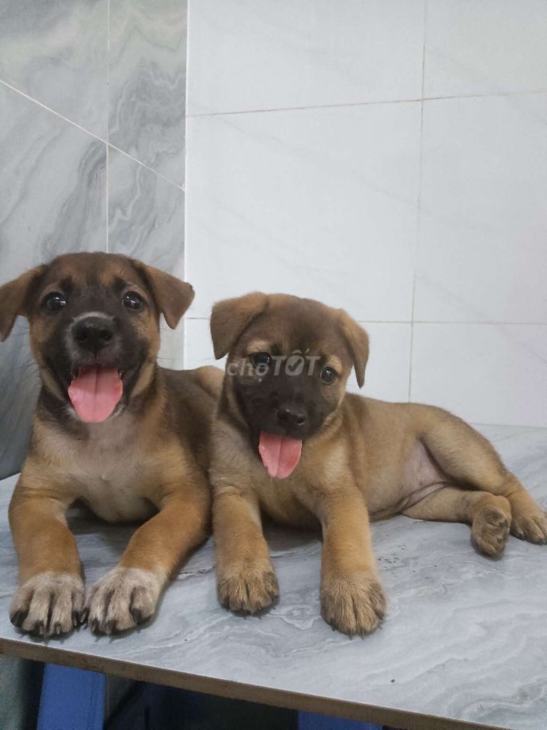 Chó Becgie Bỉ lai phú quốc khôn lanh. Mua bán Chó tại Quận 6 Tp Hồ Chí Minh được đăng bởi Tăng Chí Lương  hình 1