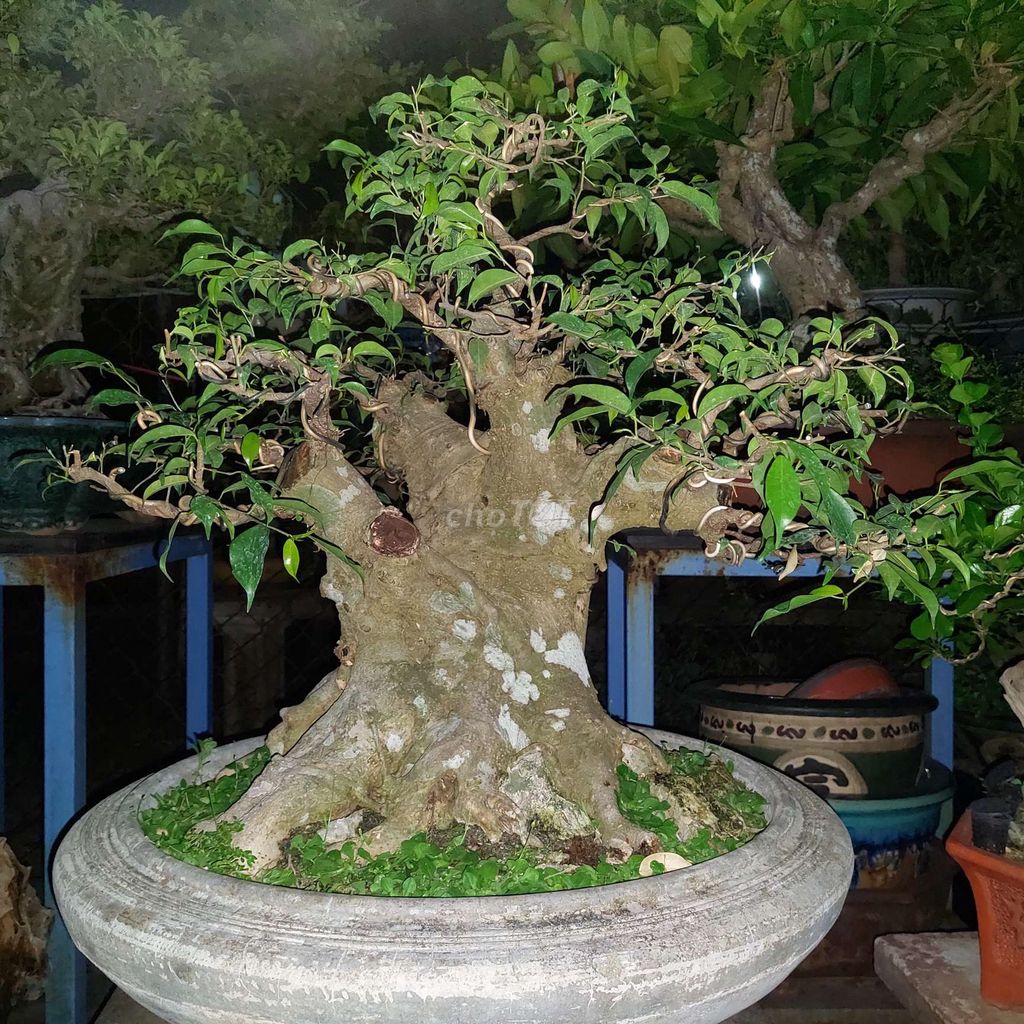 Cây cảnh Sanh trực 55cm chậu 60cm. Mua bán Cây cảnh, đồ trang trí tại Thành phố Hạ Long Quảng Ninh được đăng bởi Trần Xuân Dương hình 1