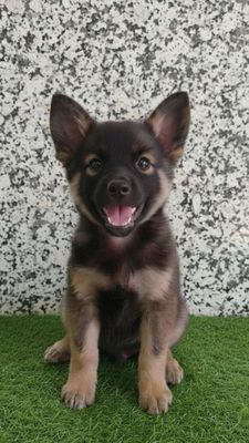 Chó Becgie mặt đẹp giống to con giữ nhà giỏi.