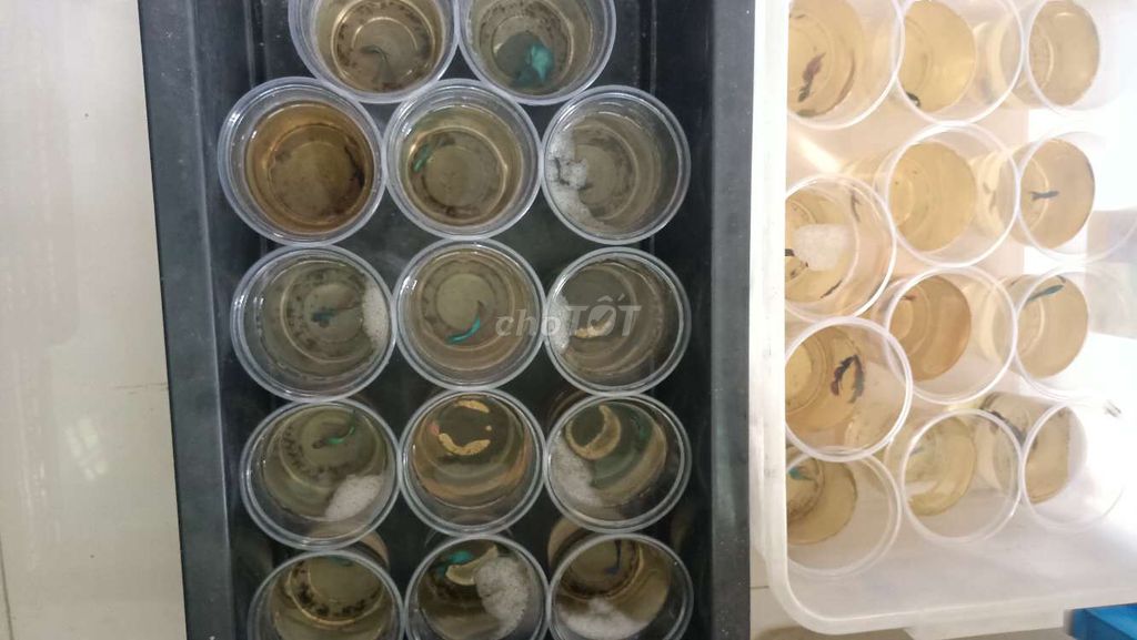 Cá Betta đủ loại chỉ từ 20k đến 40k. Mua bán Thú cưng khác tại Quận Bình Tân Tp Hồ Chí Minh được đăng bởi Betta sỉ lẻ hình 7