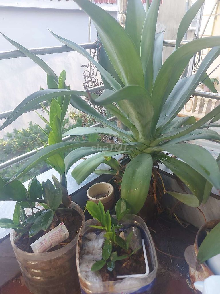 Cây dứa Nam Mỹ xanh lá. Mua bán Cây cảnh, đồ trang trí tại Quận Bắc Từ Liêm Hà Nội được đăng bởi Sơn hoàng hình 1