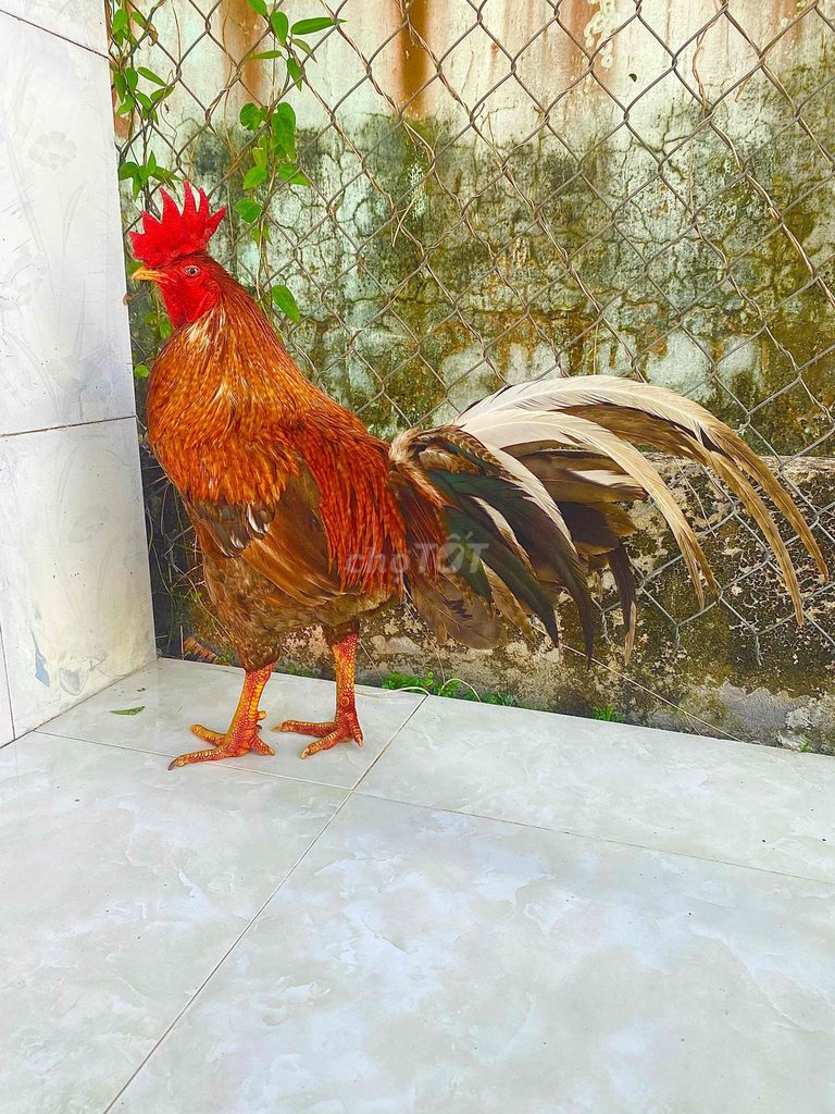 🍀cứu lửa 3k6 chân xanh .mồng vua. Mua bán Gà tại Huyện Kế Sách Sóc Trăng được đăng bởi QUYÊN GÀ TUYỂN SÓC TRĂNG hình 1