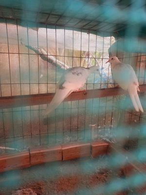 Cặp cu thái sinh sản. Mua bán Chim tại Huyện Tam Bình Vĩnh Long được đăng bởi GàVL