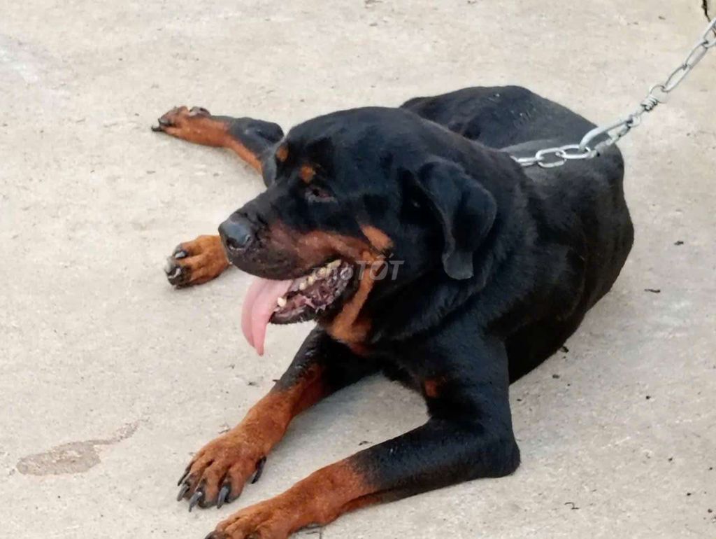 Chó rottweiler Khỏe Mạnh. Mua bán Chó tại Huyện Củ Chi Tp Hồ Chí Minh được đăng bởi thuy tran hình 1