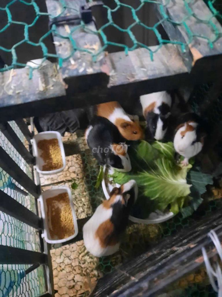 Chuột Hamster syrian nhiều màu. Mua bán Thú cưng khác tại Quận Bắc Từ Liêm Hà Nội được đăng bởi Thanh Tú hình 1