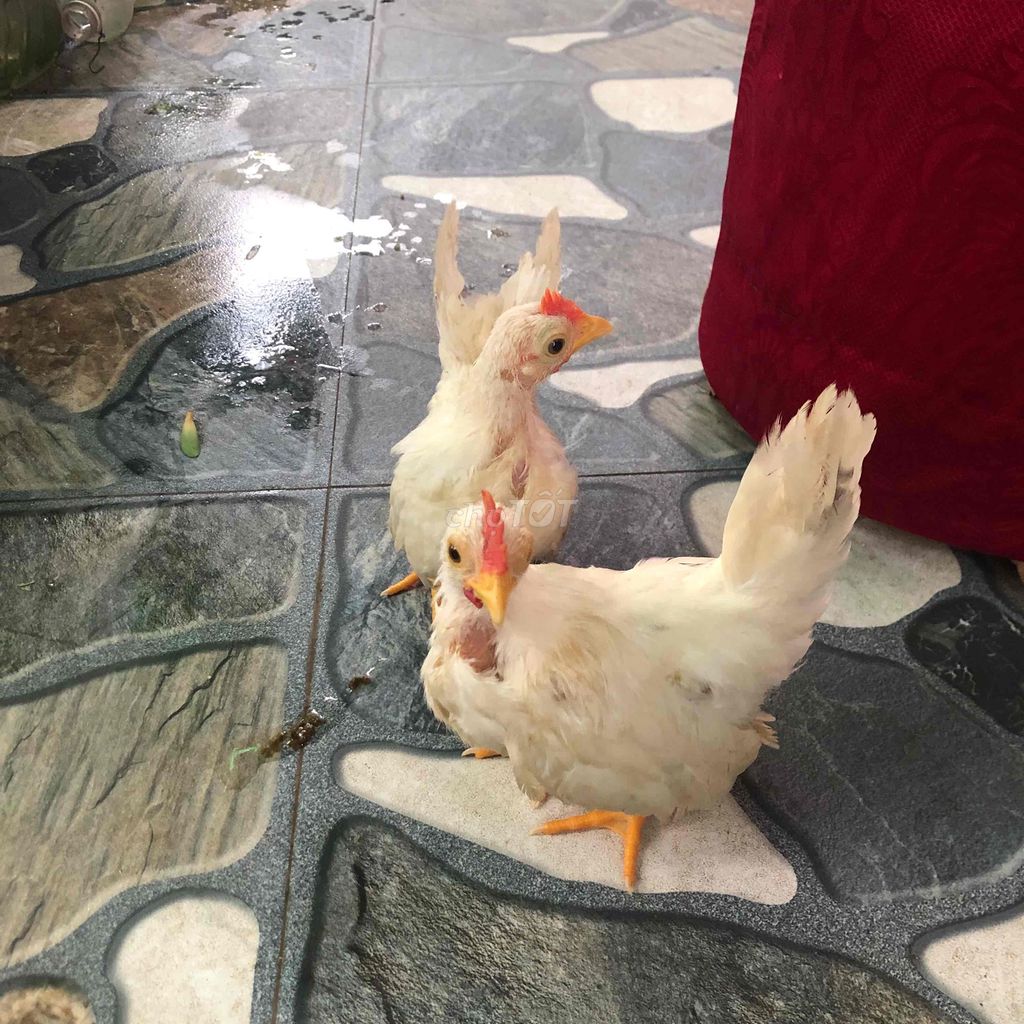 còn một đôi *** gà thái gà thái Lùn. Mua bán Gà tại Quận Thanh Xuân Hà Nội được đăng bởi khuê hình 1