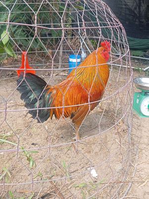 2ky540 tai hoi ốm thak ly luon nha ae. Mua bán Gà tại Quận Ô Môn Cần Thơ được đăng bởi ga đá omon 