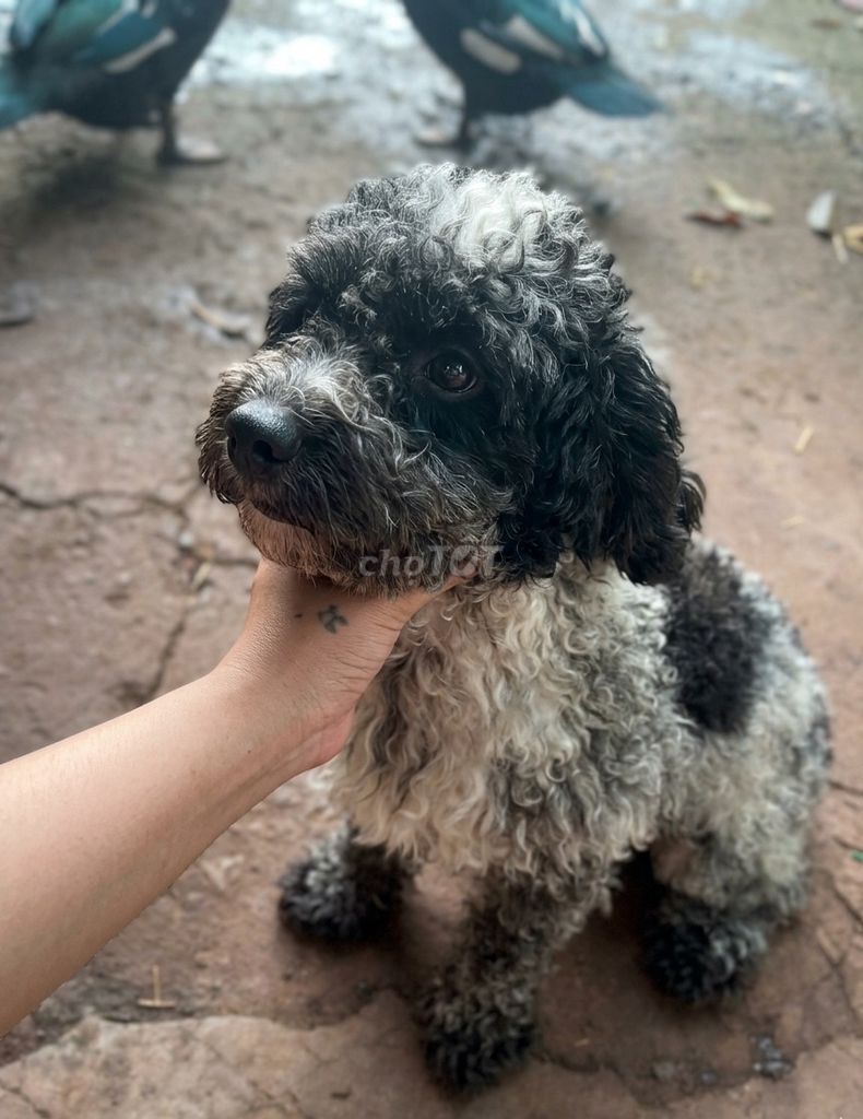 Chó Poodle đực Đen trắng. Mua bán Chó tại Thành phố Long Khánh Đồng Nai được đăng bởi Van tien hình 1