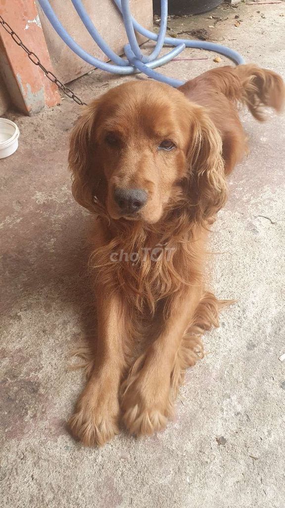 Chó cảnh lớn Nâu vàng. Mua bán Chó tại Thành phố Đà Lạt Lâm Đồng được đăng bởi Lâm Lâm hình 1