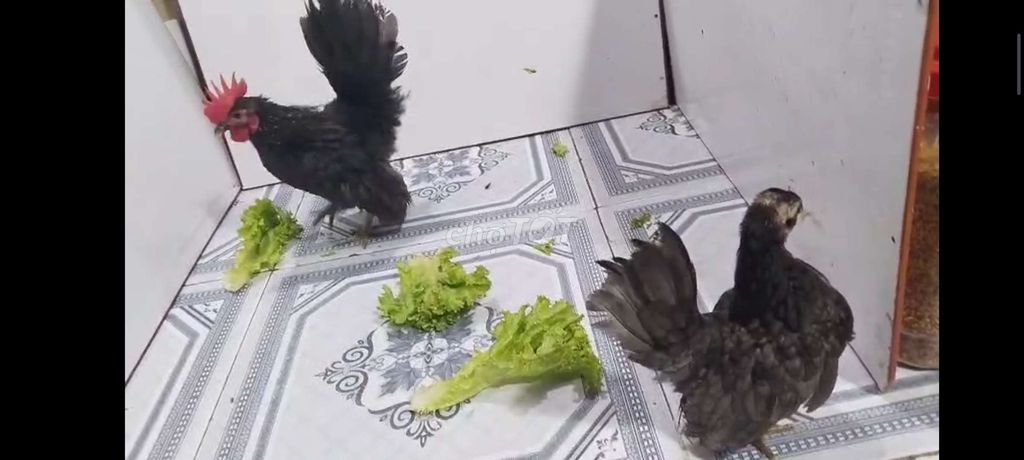 gà SERAMA CẶP TRỐNG MÁI Ô 38. Mua bán Gà tại Quận 8 Tp Hồ Chí Minh được đăng bởi THUẬN PHÁT SERAMA hình 4