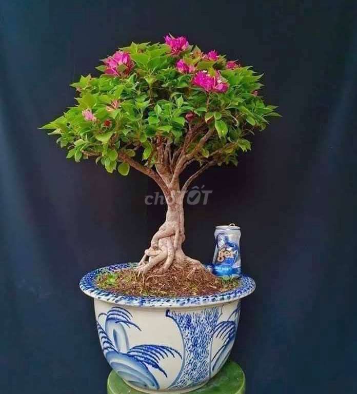 Cây Hoa Giấy Mỹ bonsai cao 55cm