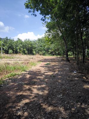 Cho thuê đất trồng cây 6ha đất đang thanh lý cao su