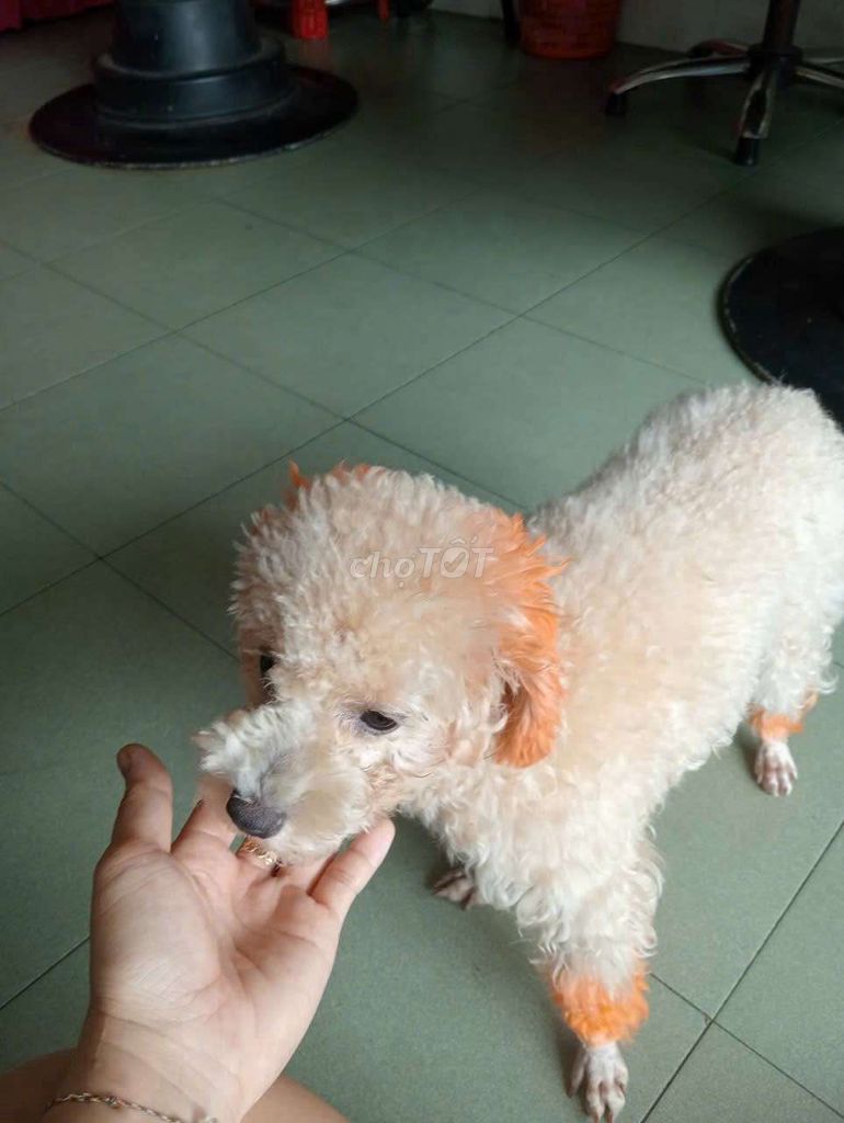 Chó Poodle Kem cam đã tiêm phòng  đầy đủ . Mua bán Chó tại Quận 12 Tp Hồ Chí Minh được đăng bởi nguyen thanh nhan hình 1