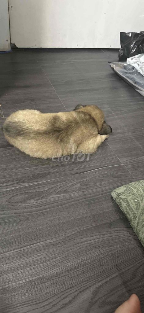 Chó Lai Nhật Đực Nâu Lông Bông Xù. Mua bán Chó tại Quận Bình Tân Tp Hồ Chí Minh được đăng bởi my ha hình 1