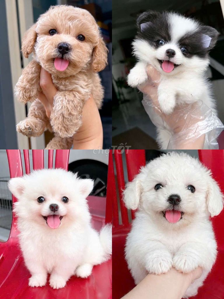 Chó Phốc Sóc Poodle Tiny 2 tháng đã tiêm. Mua bán Chó tại Quận 6 Tp Hồ Chí Minh được đăng bởi Minh nguyễn  hình 1