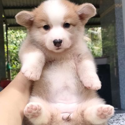 Corgi tìm nhà mới. Mua bán Chó tại Huyện Giồng Trôm Bến Tre được đăng bởi Thi