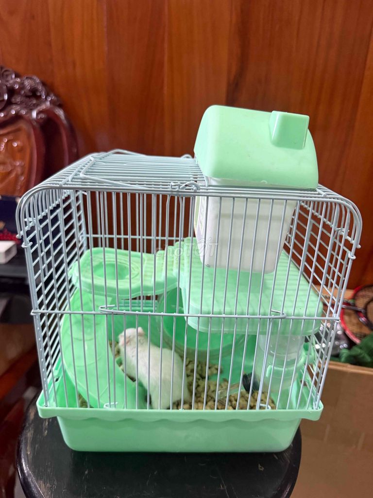 Bé nhà chán nên cần pass lại combo chuột hamster. Mua bán Thú cưng khác tại Huyện Bình Chánh Tp Hồ Chí Minh được đăng bởi Cửa Hàng Nhạc Cụ Bé Tài hình 1