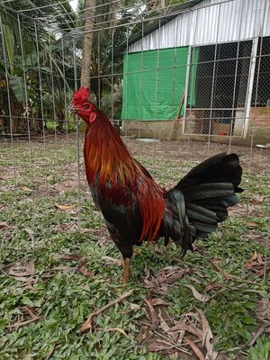 Mỹ hachk 3ký mòng vua. Mua bán Gà tại Quận Ninh Kiều Cần Thơ được đăng bởi trại gà mỹ hậu Giang 