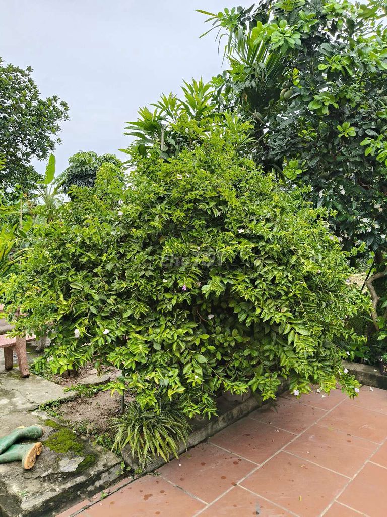 Cây cảnh Nhài Nhật Cổ Thụ 3m 10cm 9 năm. Mua bán Cây cảnh, đồ trang trí tại Huyện Mê Linh Hà Nội được đăng bởi HT hình 1