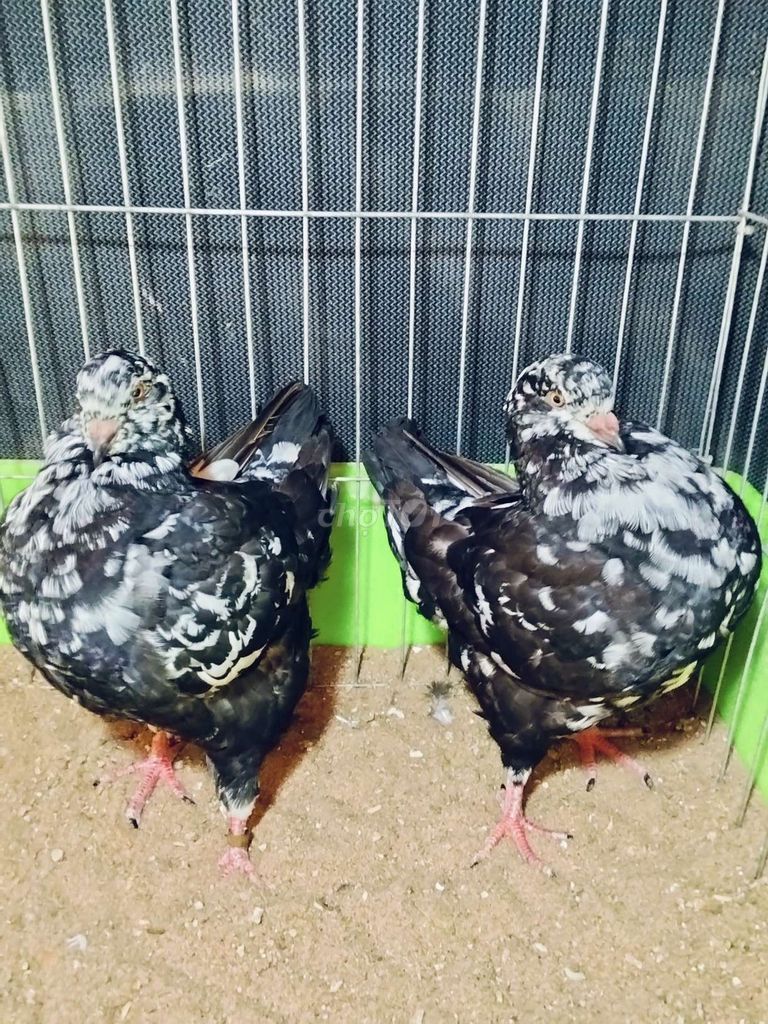 Chim bồ câu Kinh Hà Lan Đen trắng. Mua bán Chim tại Huyện Tam Bình Vĩnh Long được đăng bởi Tran Van Dep hình 1