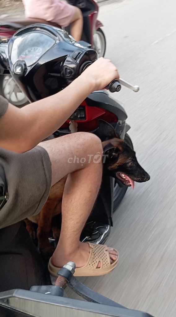 Chó Bec Bỉ đực 3 tháng 12kg. Mua bán Chó tại Quận Lê Chân Hải Phòng được đăng bởi Nguyễn Văn thanh hình 1