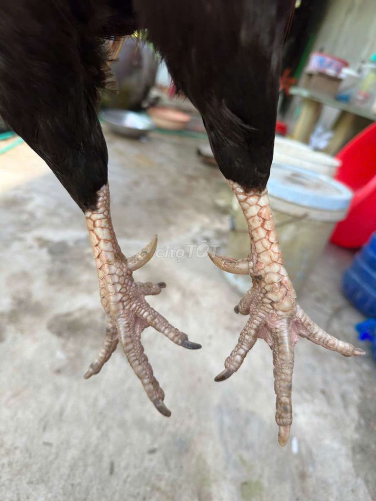 Gà trống 3kg Đỏ đen. Mua bán Gà tại Quận Thốt Nốt Cần Thơ được đăng bởi kem joyday hình 1