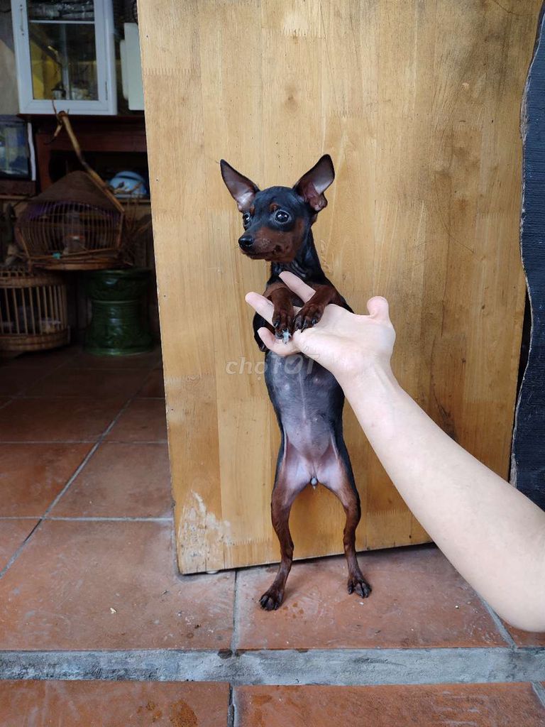 Chó Phốc hươu mini cái 3 tháng. Mua bán Chó tại Quận Cầu Giấy Hà Nội được đăng bởi Bông  hình 1