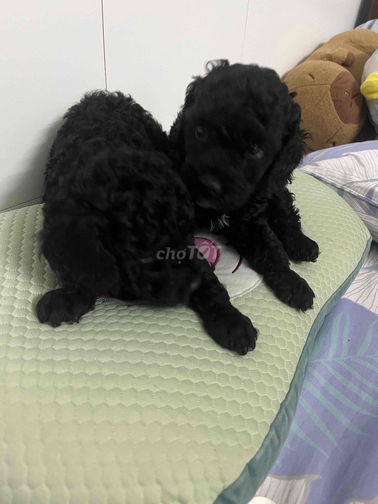 Chó Poodle Đen Trắng Dưới 2 tháng. Mua bán Chó tại Quận Bình Tân Tp Hồ Chí Minh được đăng bởi Tên chưa cung cấp hình 1