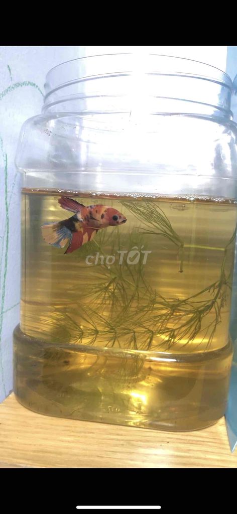 betta cái mỏ cute