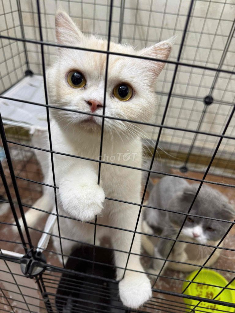 Mèo Anh lông ngắn Cái Trắng gần 2 tuổi. Mua bán Mèo tại Quận Hoàng Mai Hà Nội được đăng bởi Hoàng Phong Daiichi hình 1